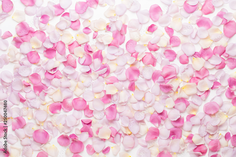 Pink rose flowers petals on white background. Flat lay, top view, copy space.