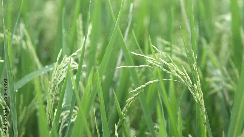 Close up of green paddy rice plant. Close up of green paddy rice plant.