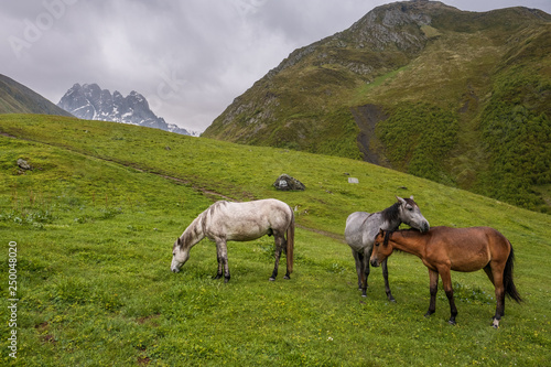 Landscape view of Caucasus valley with horses close to ZETA camp, Georgia