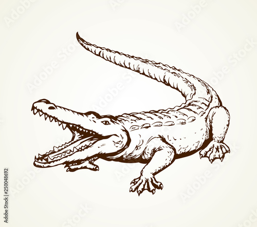 Crocodile. Vector drawing