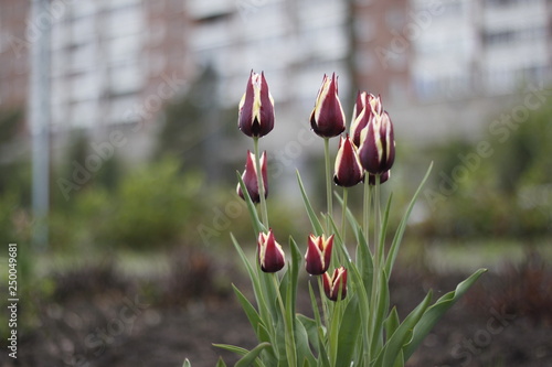 red tulips in the garden