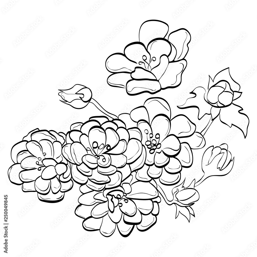 English rose drawing vector English rose drawing vector