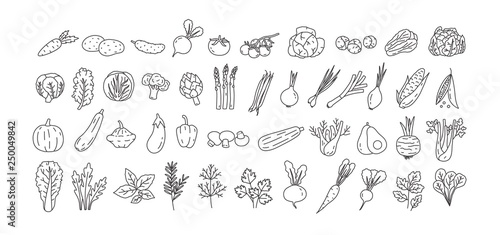 Bundle of vegetables  cultivated root crops  salads  spicy herbs drawn with contour lines on white background. Set of natural design elements. Monochrome vector illustration in line art style.