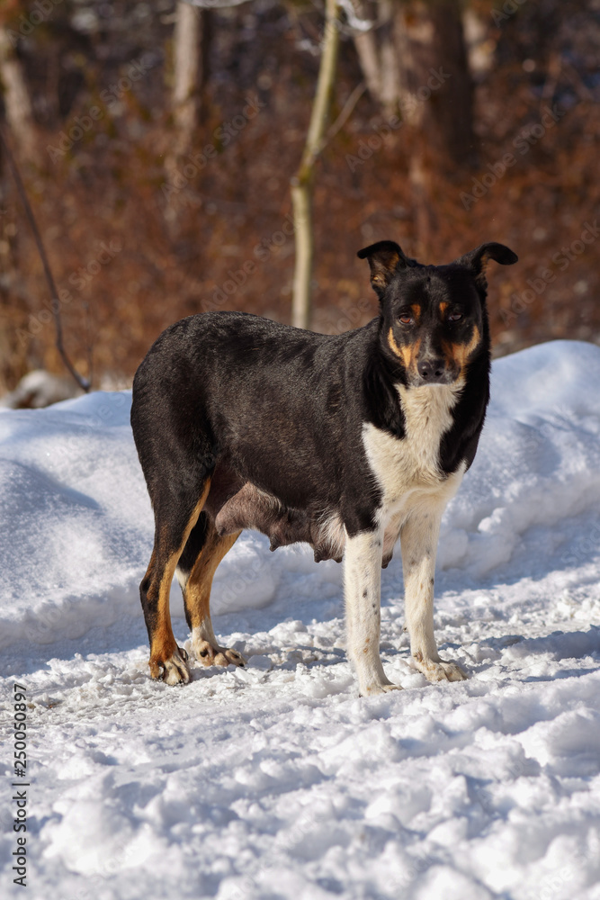 stray dog - a nursing mom who lives on the street. mongrel eats food in the snow. stray dog - a nursing mom who lives on the street. mongrel eats food in the snow.