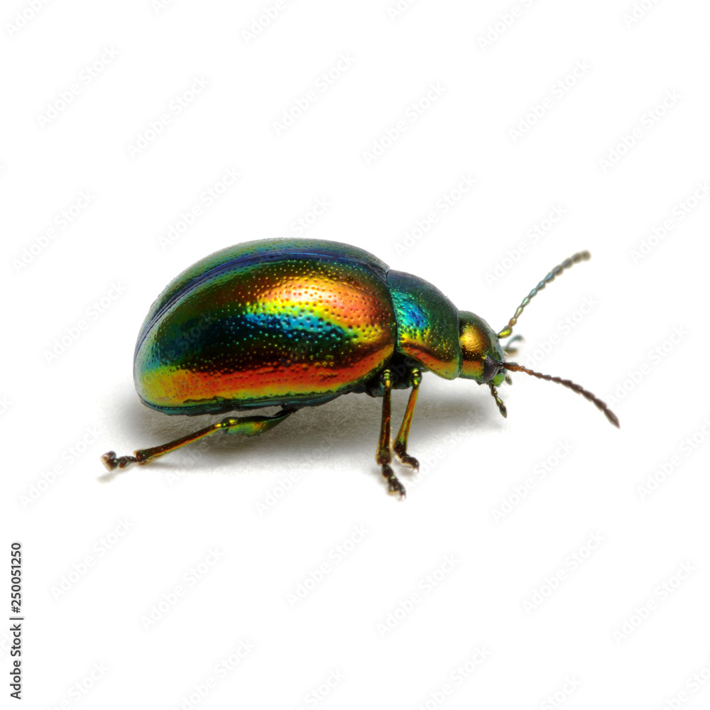 Green beetle isolated on white Green beetle isolated on white