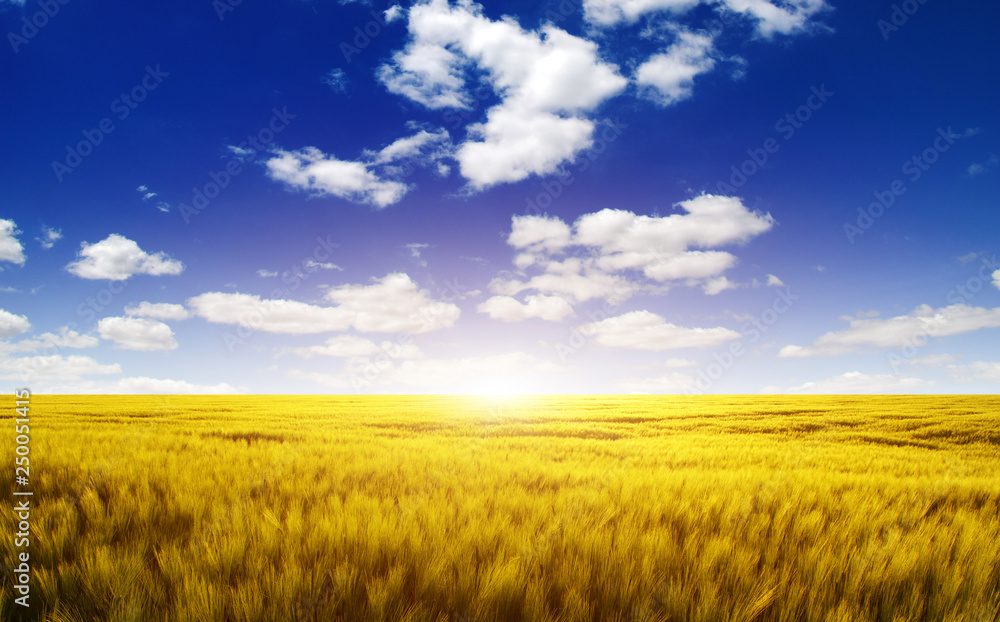 Wheat field and sun