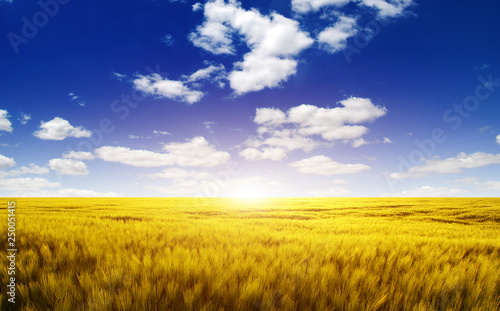 Wheat field and sun