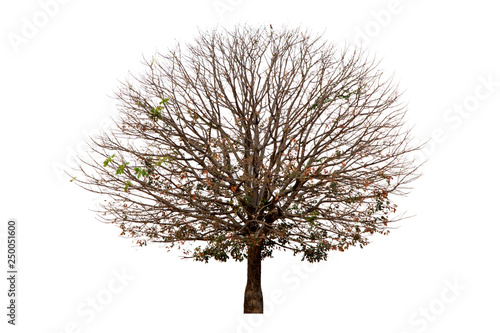 Deciduous tree isolated on white background.