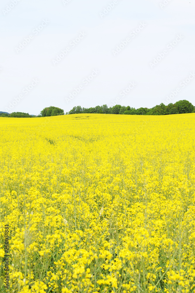 Rapsmark Rapeseed field Yellow 