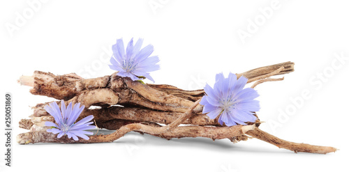 Dry roots of chicory and three cichorium flowers isolated on white background. photo