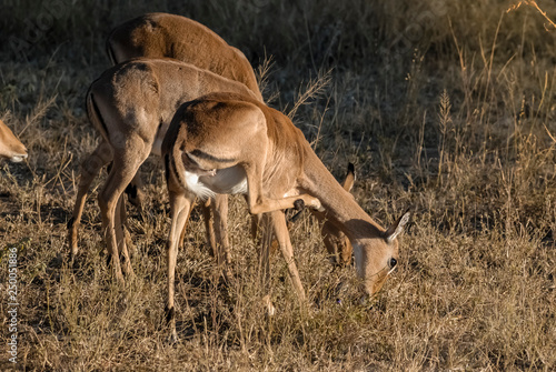 Impala , South Africa