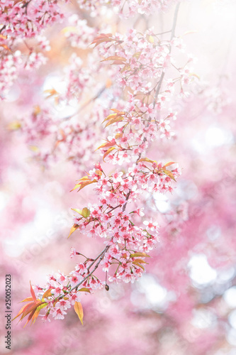  Beautiful pink Sakura flower blooming with soft light.