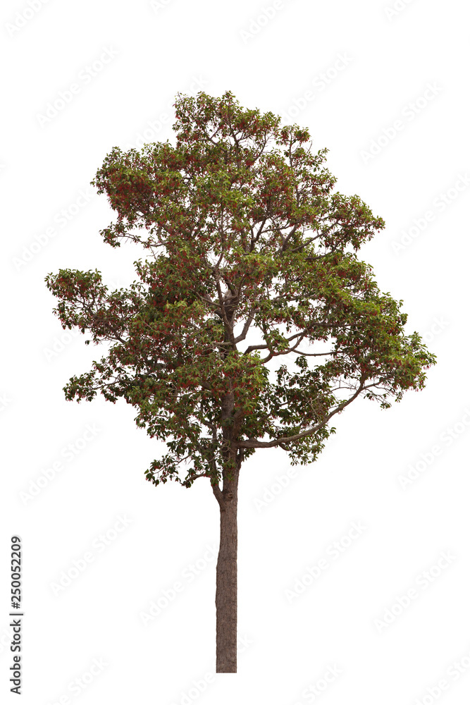 Dipterocarpus intricatus tree with full red flowers isolated on a white background. Dipterocarpus intricatus tree with full red flowers isolated on a white background.