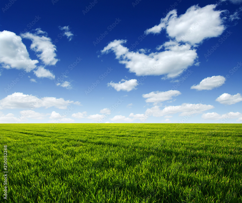 Field and blue sky with white clouds