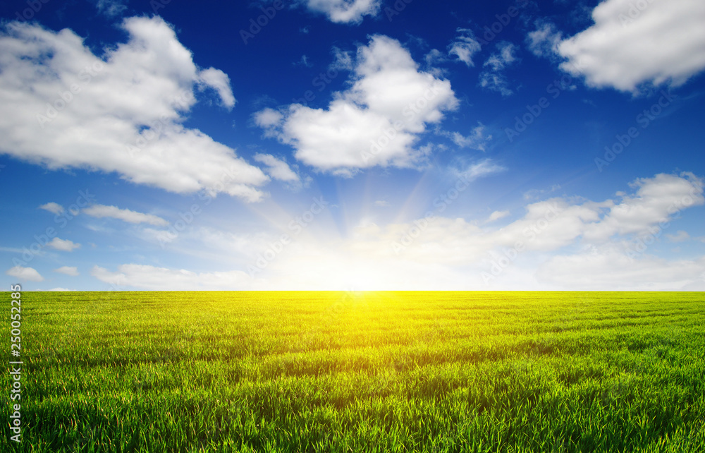 Green field and sun. Green field and sun.