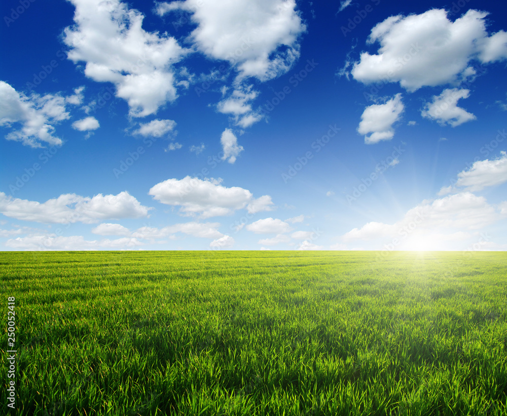 Green meadow and sun.