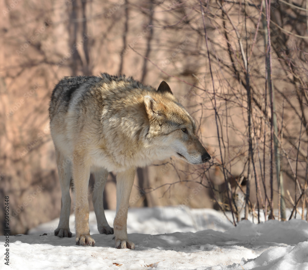 Portrait of Eurasian wolf (Canis lupus lupus) (female) in winter Portrait of Eurasian wolf (Canis lupus lupus) (female) in winter