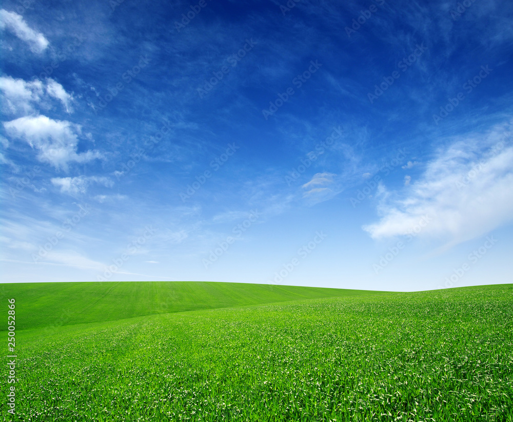 Field and blue sky with white clouds Field and blue sky with white clouds