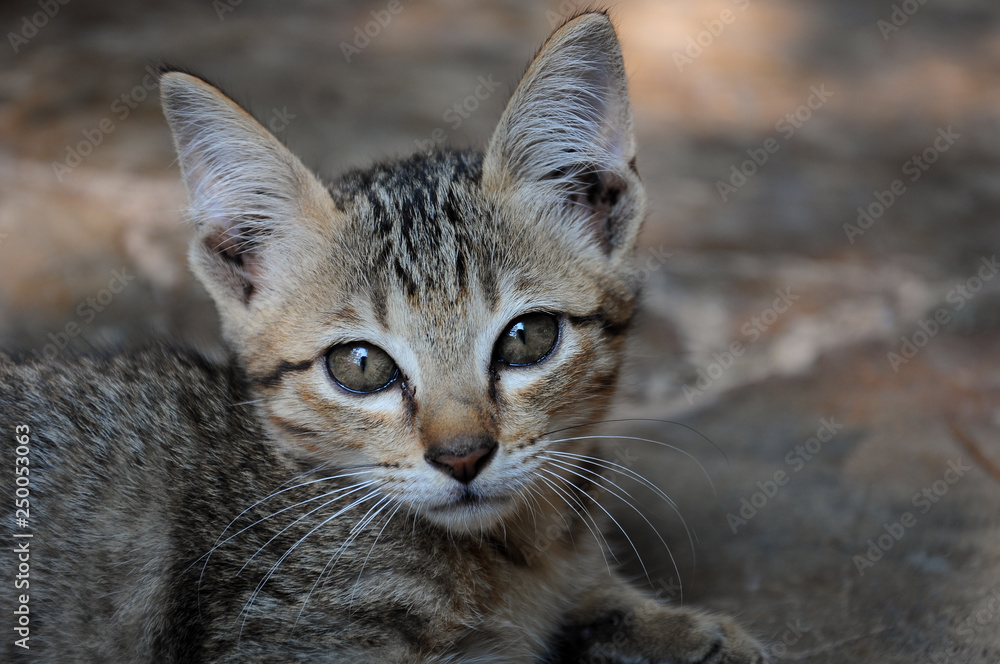 Obraz premium Focus eye's cat