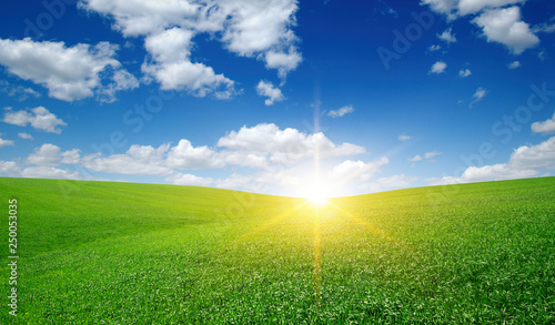 Fototapeta Naklejka Na Ścianę i Meble -  Green meadow and sun.