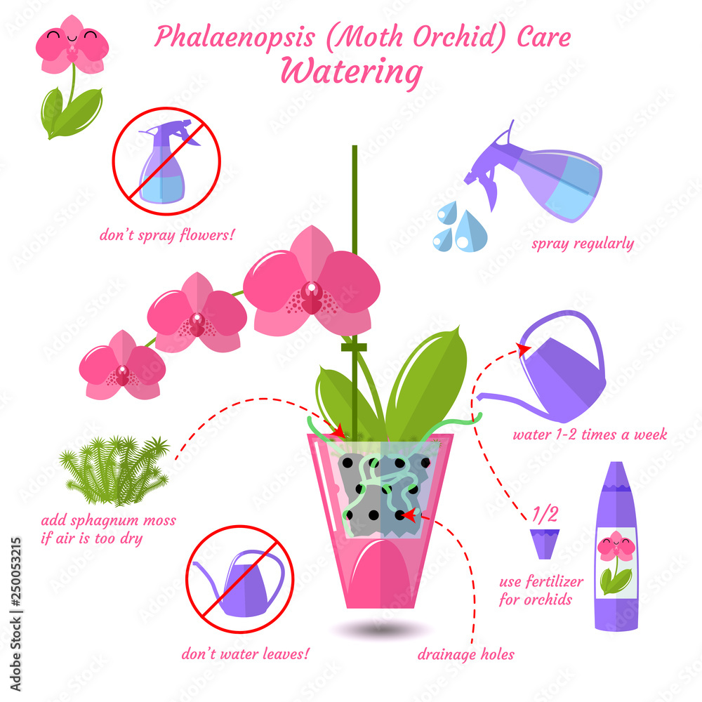 Phalaenopsis moth orchid care flat vector style isolated on white