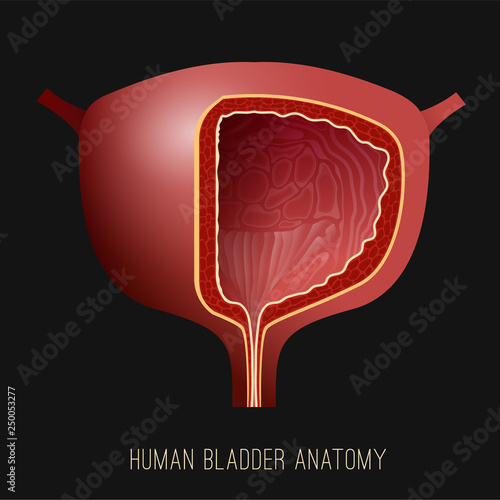 Urinary bladder image