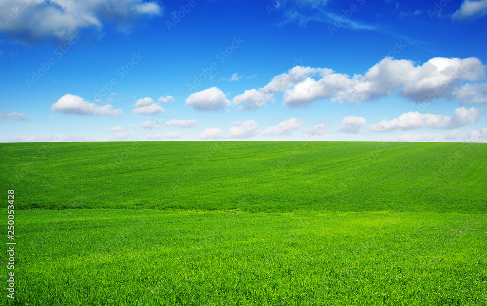 Fototapeta premium green field and blue sky