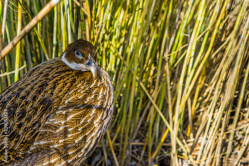 Female Himalayan monal pheasant, tropical bird from Asia photo