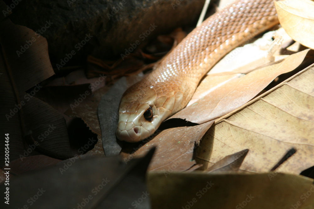 Fototapeta premium closeup of snake