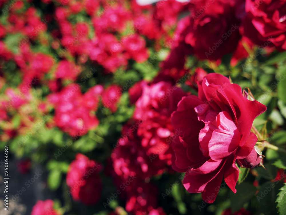 Red rose flower blooming in roses garden on background red roses flowers.