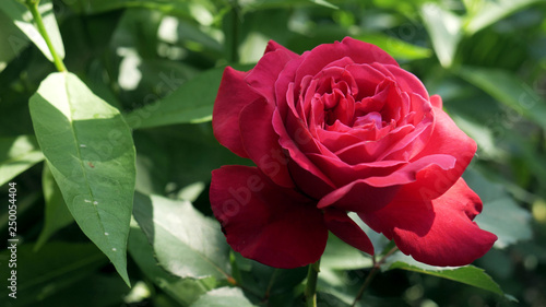 Red rose flower blooming in roses garden on background red roses flowers.