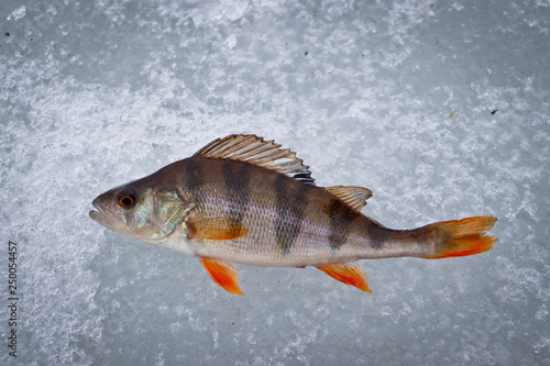 Fish perch caught on winter tackle on ice