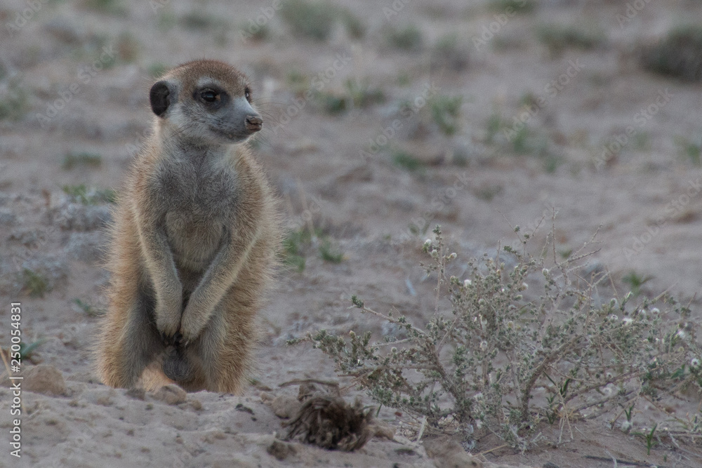 Fototapeta premium meerkat suricata suricatta