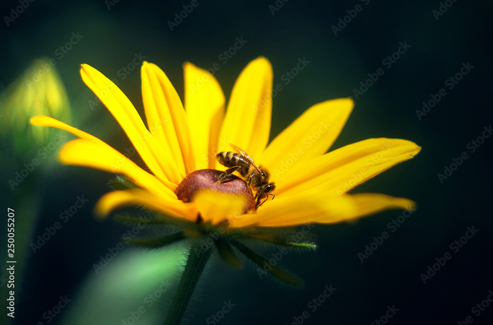 Beautiful and amazing Bright and Colorful Flowers Beautiful and amazing Bright and Colorful Flowers