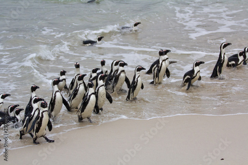 Colony African penguin Spheniscus demersus on Boulders Beach near Cape Town South Africa coming back from the ocean