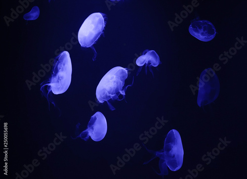 lighting jellyfish