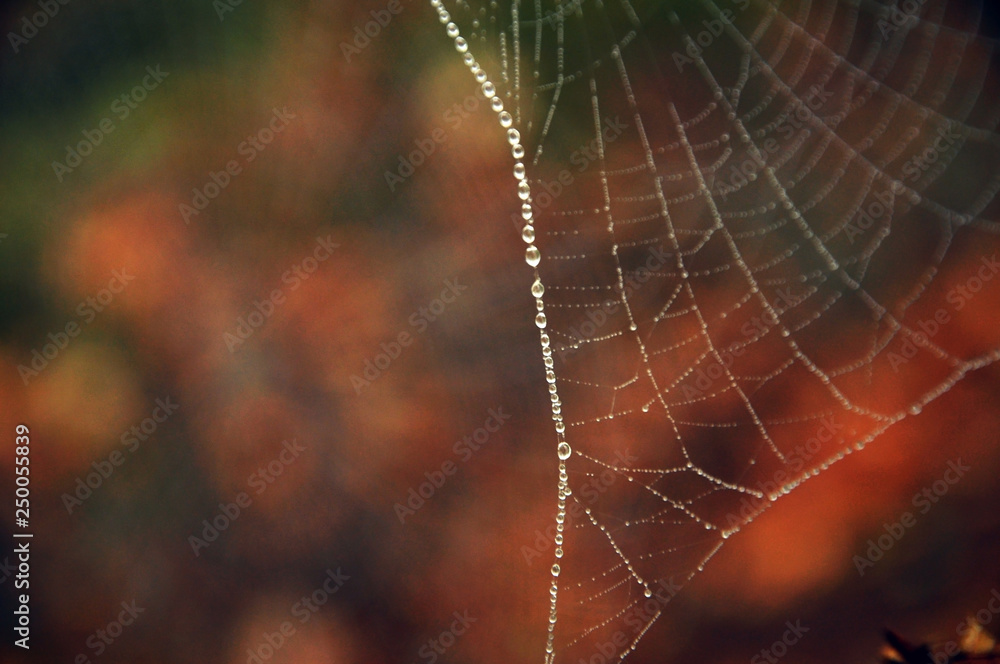 dew on a spider web in autumn forest
