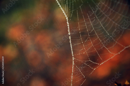 dew on a spider web in autumn forest