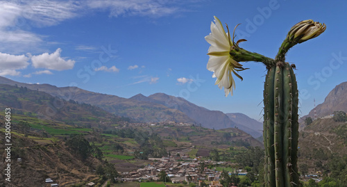Obrajillo Andes Peru. Cactus flower photo
