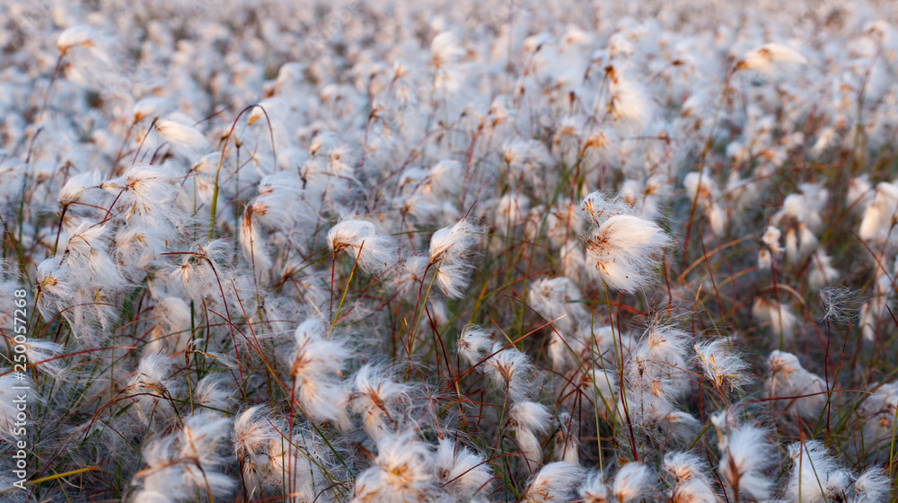 Irish bog cotton field in the evening sunlight Irish bog cotton field in the evening sunlight