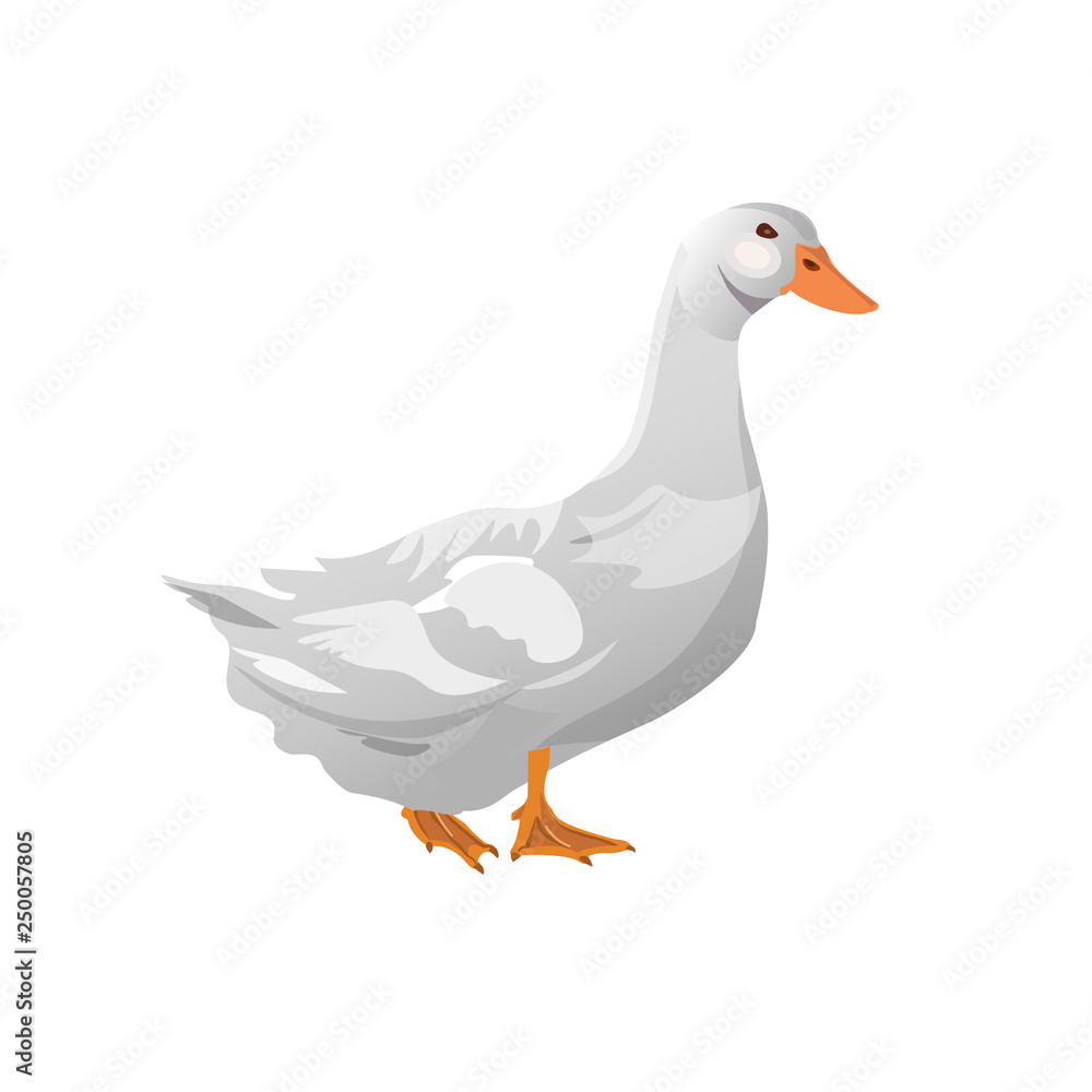 Obraz premium Domestic white duck