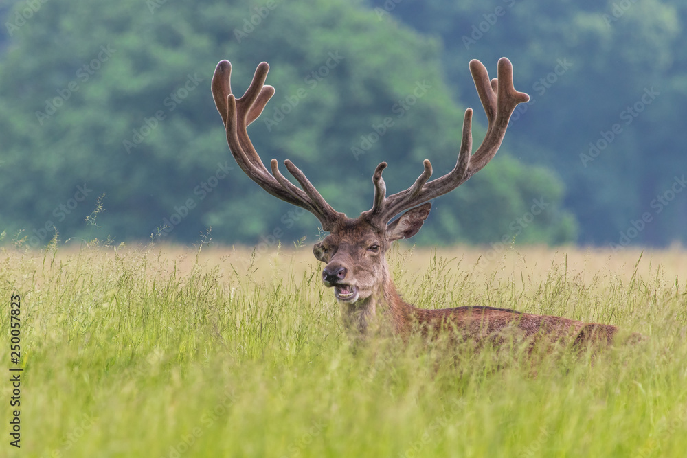 Fototapeta premium Male deer with large antlers in the grass - animal looks to be smiling