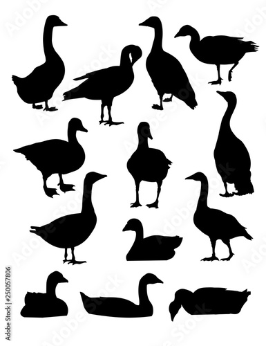 Set of vector geese