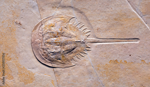 Billede på lærred Fossil of Mesolimulus walchi, an extinct genus of arthropod from the late Jurassic period
