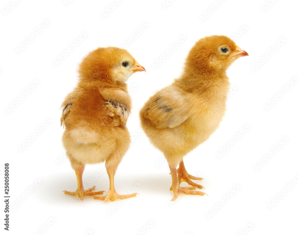 Chicks isolated on white