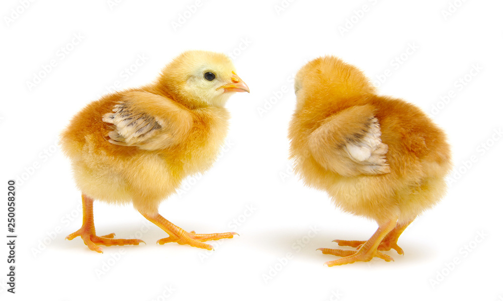 Fototapeta premium cute little newborn chickens