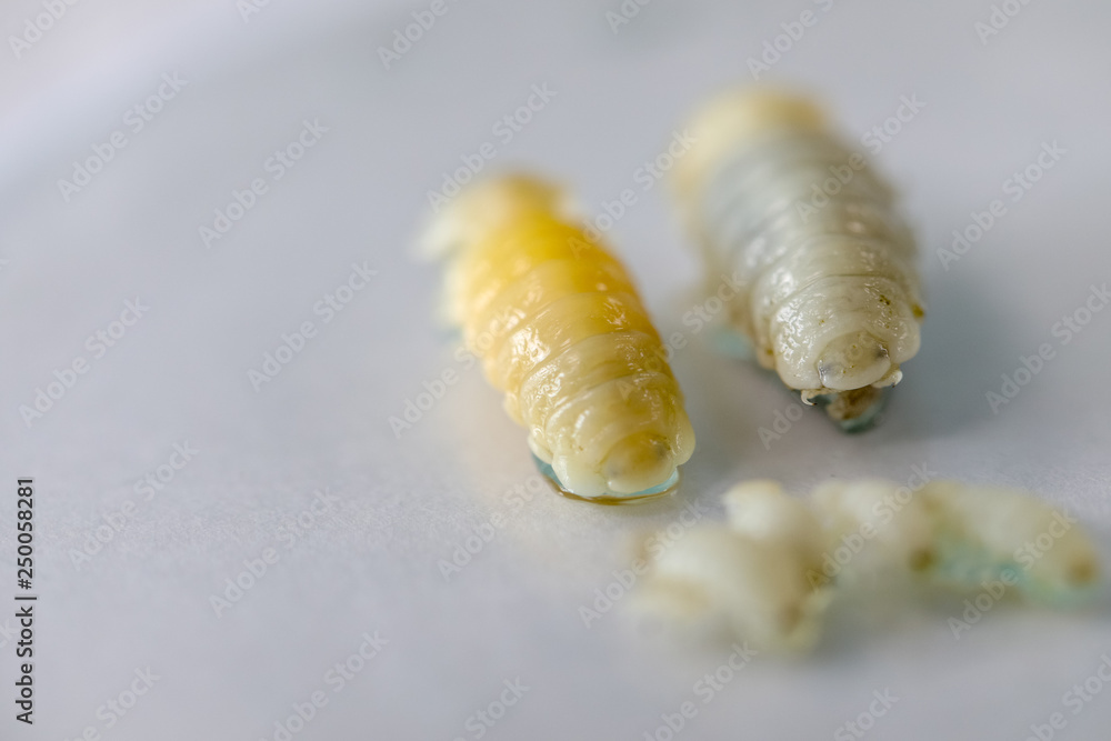 Isopoda (class Crustacea), Isopods live in the sea, in fresh water ...