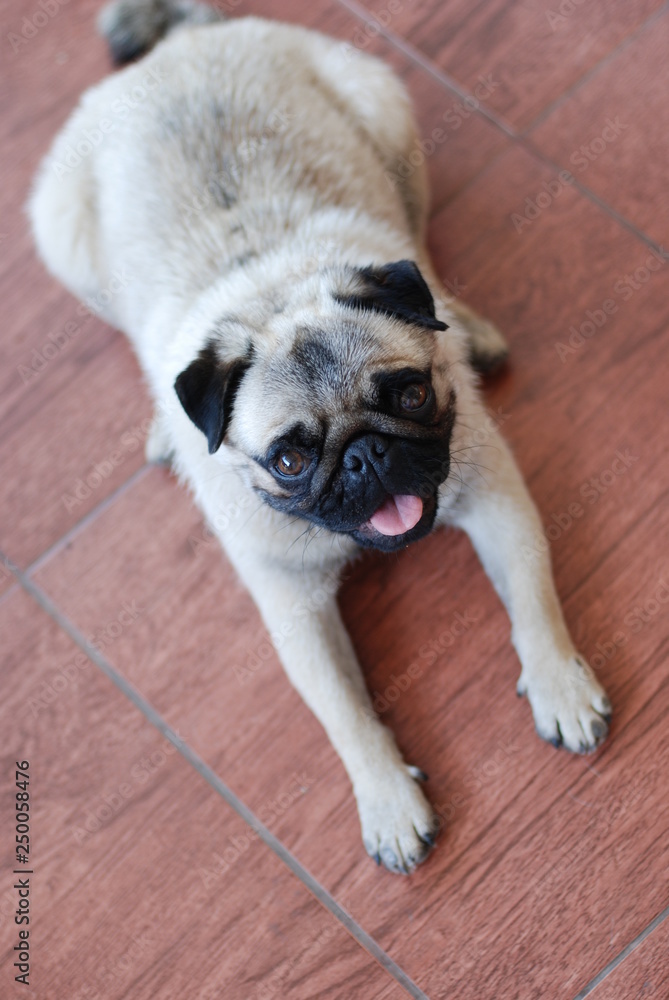 portrait of a light dog french bulldog lying on the ceramic tile floor and looking into the camera. close-up portrait of a light dog french bulldog lying on the ceramic tile floor and looking into the camera. close-up