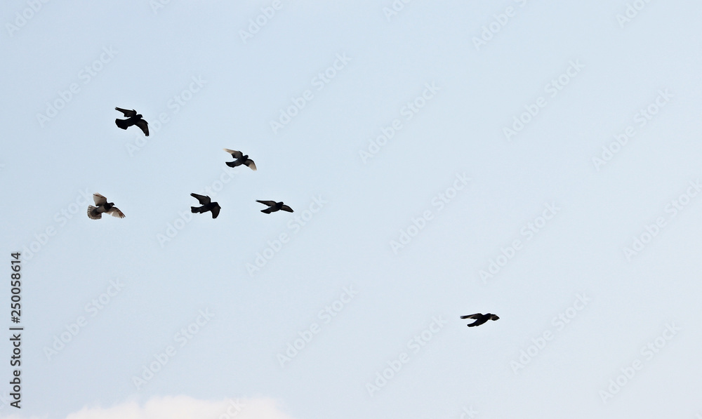 하늘을 날으는 새