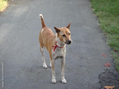 痩せこけた犬